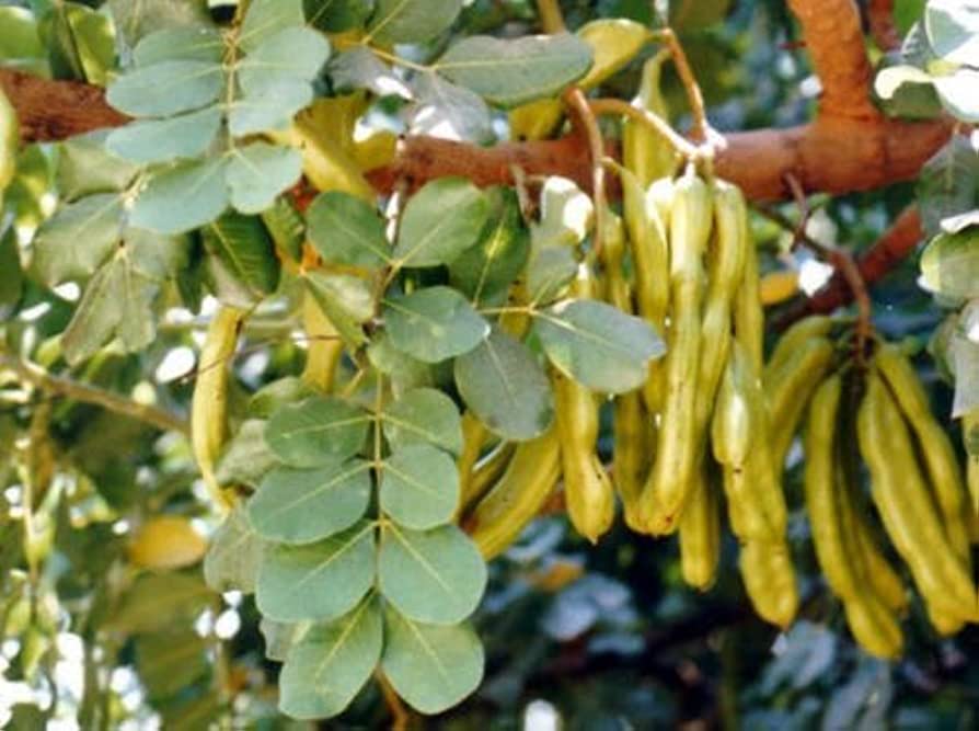 Locust Bean Gum AFChem